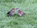 dunnock_feed1