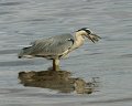 heron3