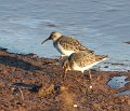 sandpipers1