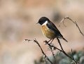 stonechat1