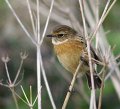 stonechat_3_2_004a
