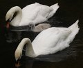 swans1