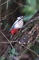 woodpecker3